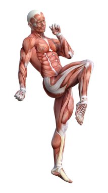 3D render erkek anatomisi şekil üzerinde beyaz