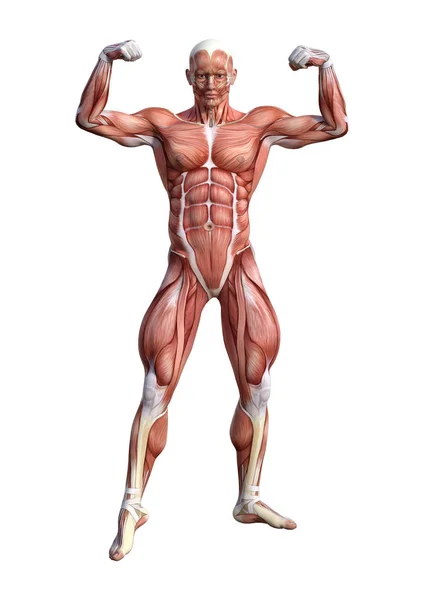 3D vykreslování obrázku mužské anatomii na bílém — Stock fotografie
