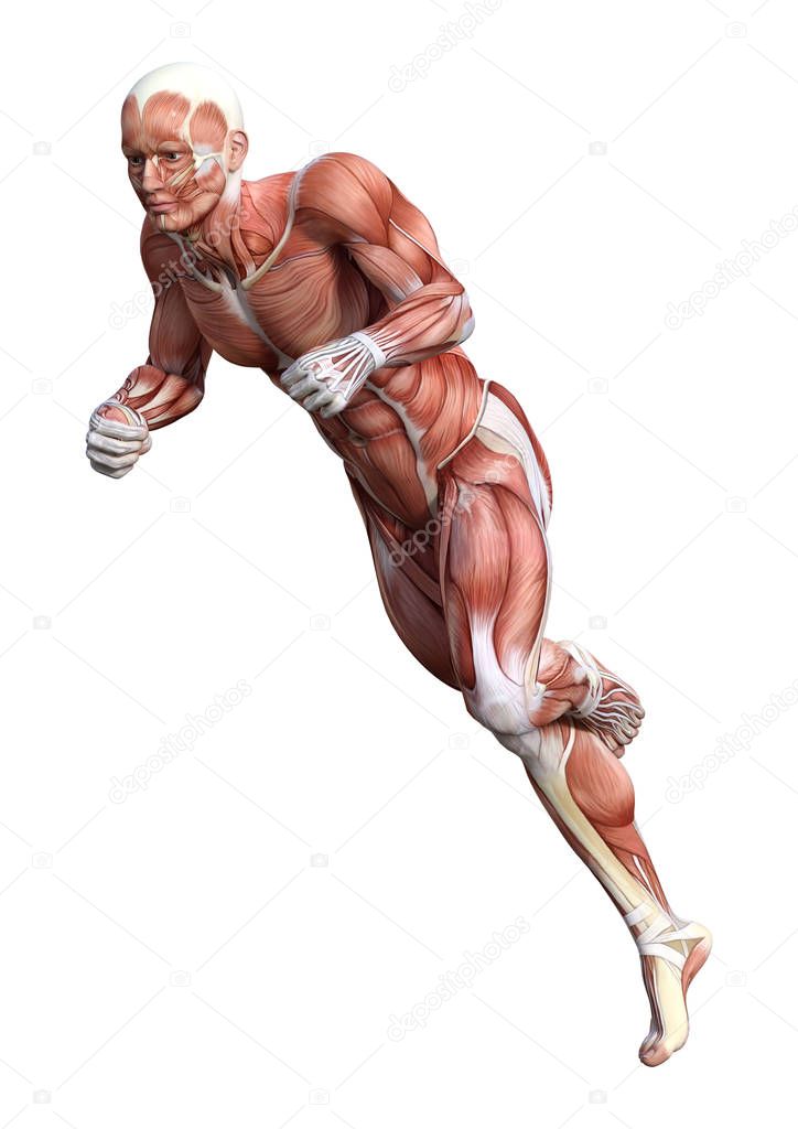 3D Rendering Male Anatomy Figure on White