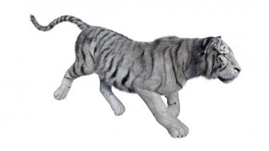 3D beyaz beyaz kaplan oluşturma