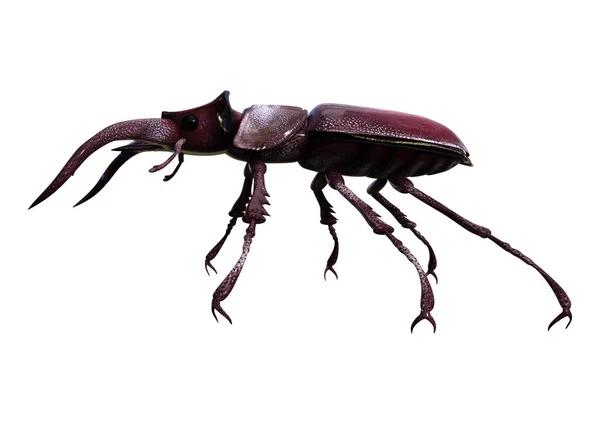 3D renderowania Stag Beetle na białym — Zdjęcie stockowe