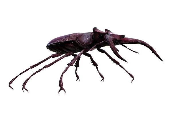 3D render Stag Beetle beyaz — Stok fotoğraf