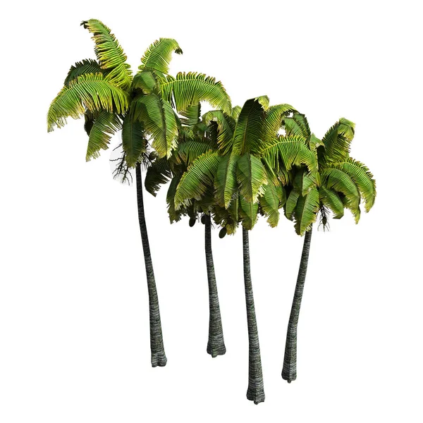 3D renderização Coconat palmeiras em branco — Fotografia de Stock