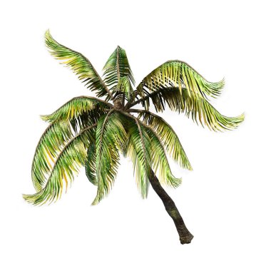 3D render Coconat palmiye ağacı üzerinde beyaz