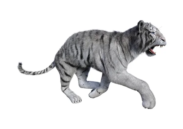 3D renderização tigre branco no branco — Fotografia de Stock