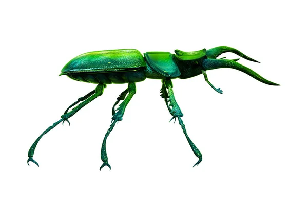 Escarabajo de despedida de soltero 3D en blanco —  Fotos de Stock