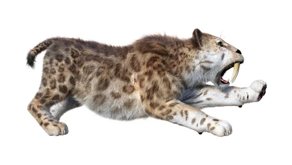 3D renderização Sabertooth Tiger em Branco — Fotografia de Stock