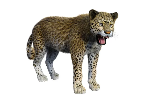 3D Rendering Großkatze Leopard auf Weiß — Stockfoto