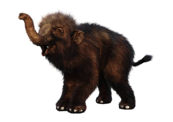 3D renderização Woolly Mammoth bebê em branco — Fotografia de Stock