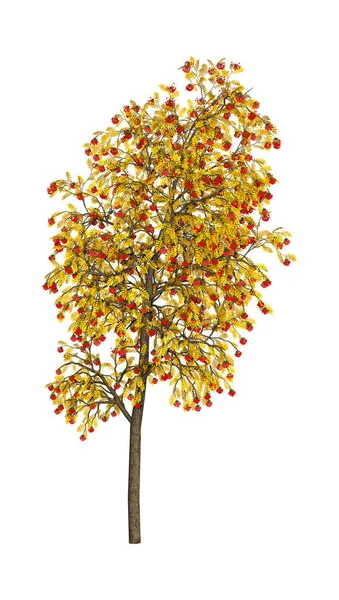 3D vykreslování Rowan strom na bílém — Stock fotografie