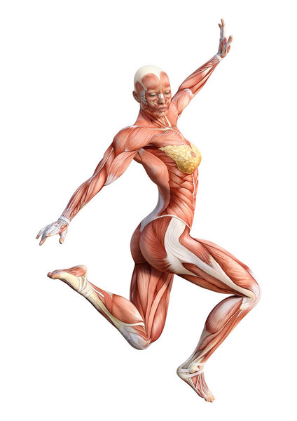 3D Rendering Female Anatomy Figure on White