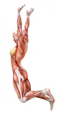 3D render kadın anatomi şekil üzerinde beyaz