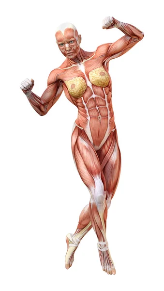 3D Rendering Female Anatomy Figure on White — Stock Photo, Image