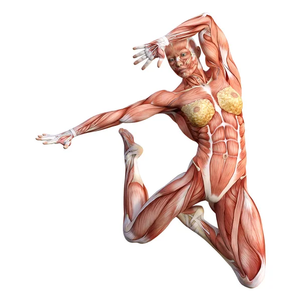 Figura de anatomía femenina de representación 3D en blanco — Foto de Stock