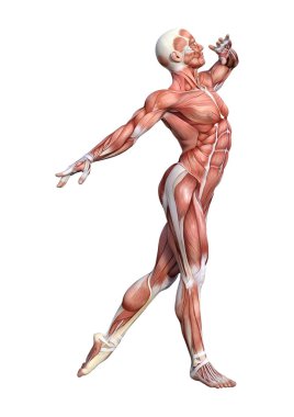 3D render erkek anatomisi şekil üzerinde beyaz