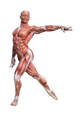 3D render erkek anatomisi şekil üzerinde beyaz