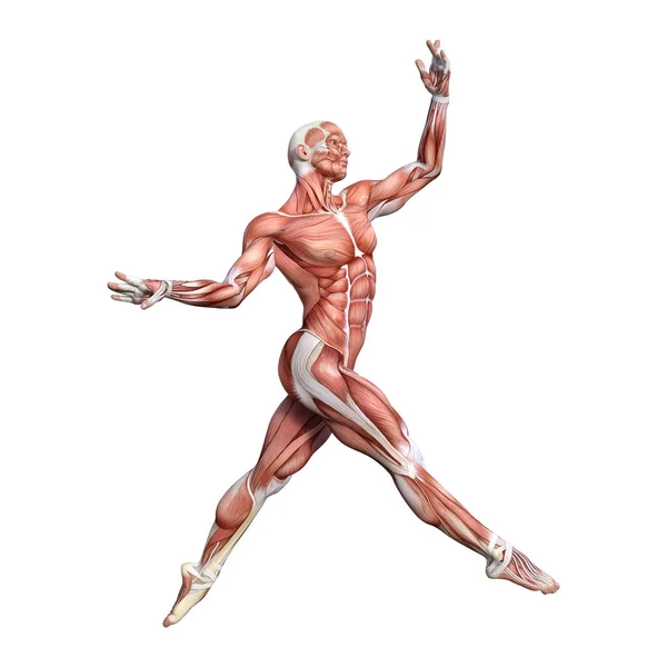 3D rendering mannelijke anatomie figuur op wit — Stockfoto