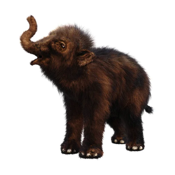 3D renderização Woolly Mammoth bebê em branco — Fotografia de Stock