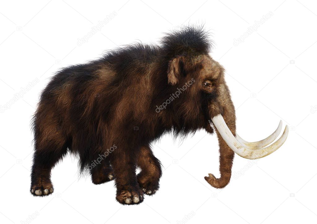 3D Rendering Woolly Mammoth on White