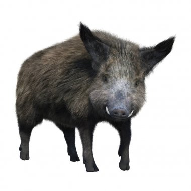 3D render yaban domuzu beyaz