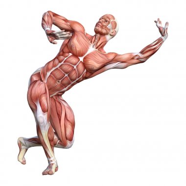 3D render erkek anatomisi şekil üzerinde beyaz