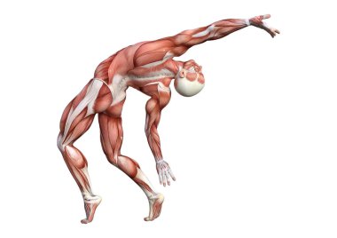 3D render erkek anatomisi şekil üzerinde beyaz