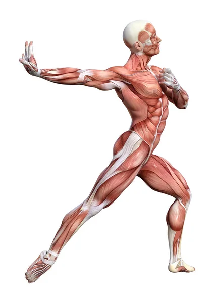 3D rendering manliga anatomin figur på vit — Stockfoto