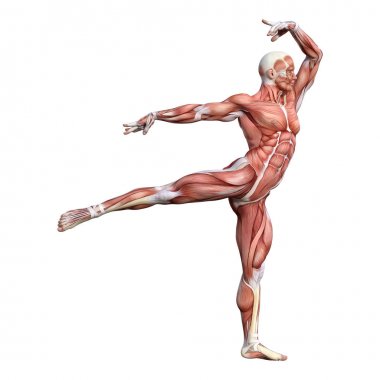 3D render erkek anatomisi şekil üzerinde beyaz