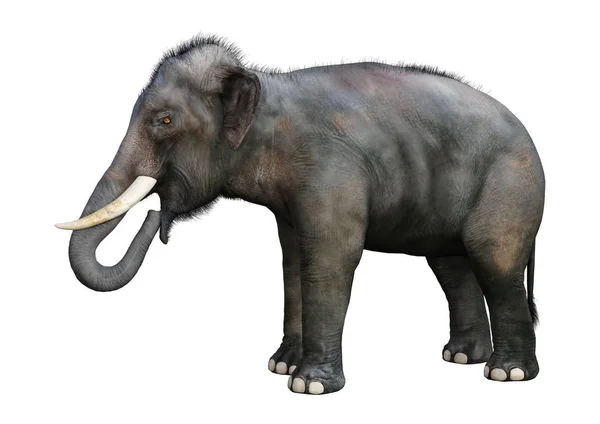 3D rendering indisk elefant på vit — Stockfoto