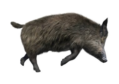 3D render yaban domuzu beyaz