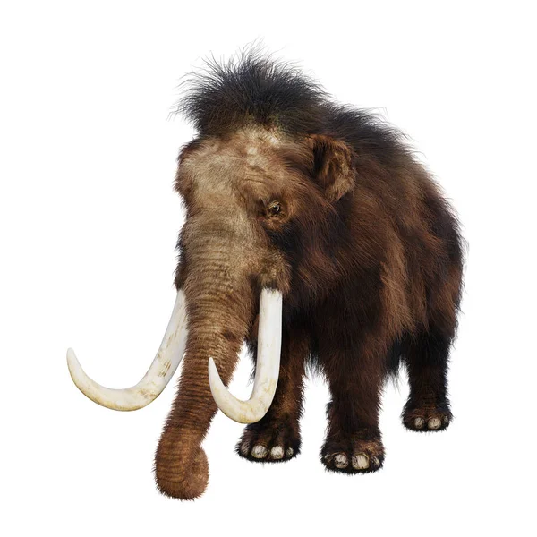 3D renderização Woolly Mammoth em branco — Fotografia de Stock