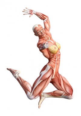 3D render kadın anatomi şekil üzerinde beyaz