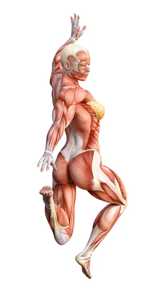 Representación Una Figura Femenina Con Mapas Musculares Aislados Sobre Fondo —  Fotos de Stock
