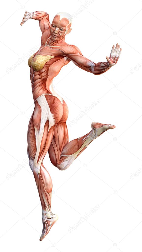 3D rendering of a female figure with muscle maps isolated on white background