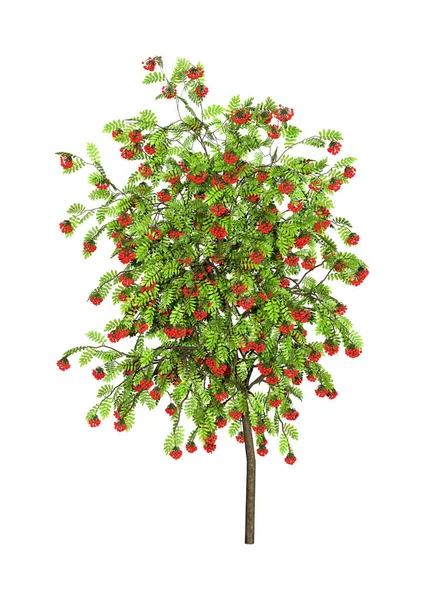 Darstellung Einer Grünen Eberesche Mit Roten Beeren Auf Weißem Hintergrund — Stockfoto