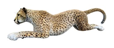 3D render büyük kedi Cheetah beyaz