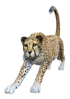 3D render büyük kedi Cheetah beyaz