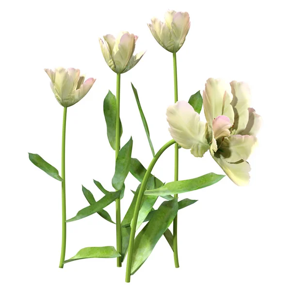 3D Rendering Tulip Flowers on White — Stockfoto