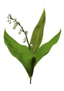 3d Rending Lily of the Valley Flowers on White