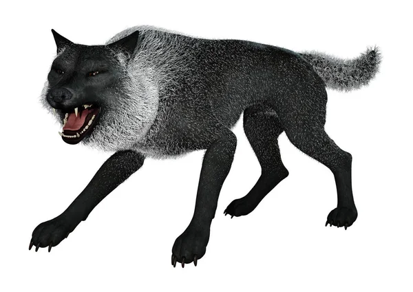 3D рендерингу чорного вовка на білому — стокове фото