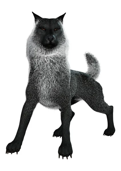 3D Rendering Black Wolf on White — Stock Photo, Image