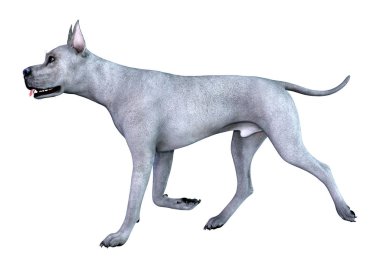 3D Rending Great Dane Dog on White