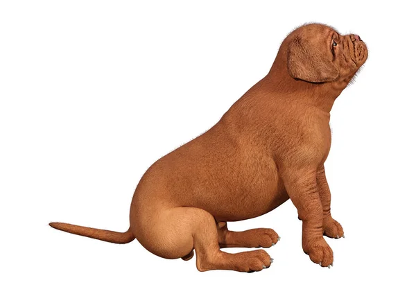 3D rendering puppy op wit — Stockfoto