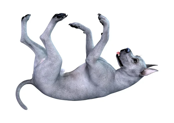 3D Rendering Blue Grat Dane Dog on White — Stock Photo, Image