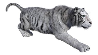 3D beyaz beyaz kaplan oluşturma