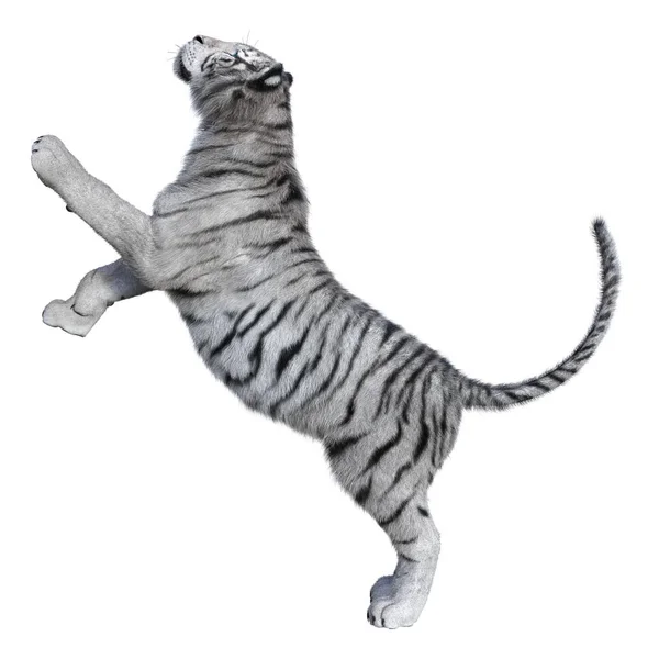 3D Rendering White Tiger on White — Stock Photo, Image