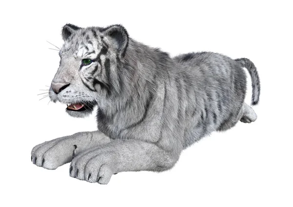 3D Rendering weißer Tiger auf weiss — Stockfoto