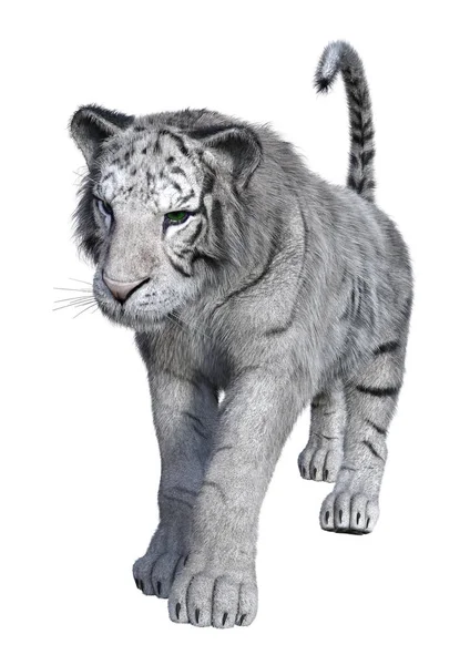 3D renderização tigre branco no branco — Fotografia de Stock