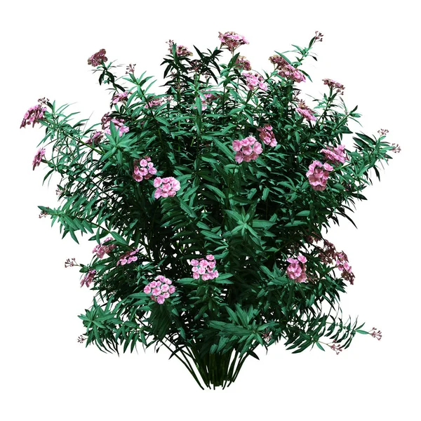 3D-Rendering Nerium-Oleander-Busch auf Weiß — Stockfoto