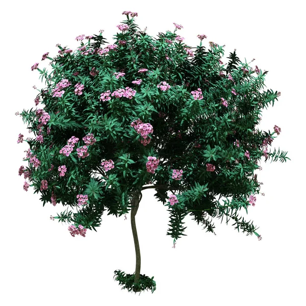 3D Rendering Nerium-Oleander-Baum auf Weiß — Stockfoto